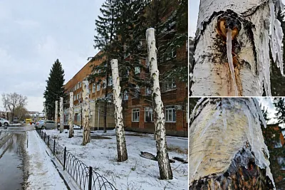 берёзы в казахстане обрезали так, что город увидел почти казнь