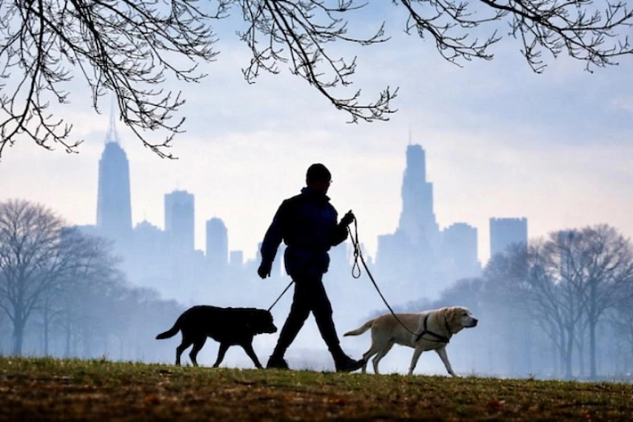 Город меняет поведение собак незаметно, но сильно