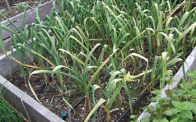 Почему желтеет озимый чеснок весной и как его спасти