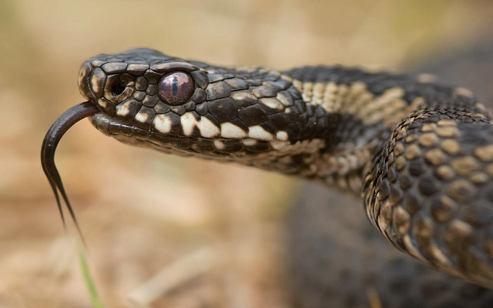 В центральной России проснулись гадюки