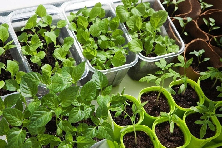 Как подкормить рассаду, чтобы не навредить юным растениям