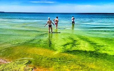 Море в Анапе стало зелёным