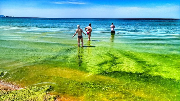 Море в Анапе стало зелёным