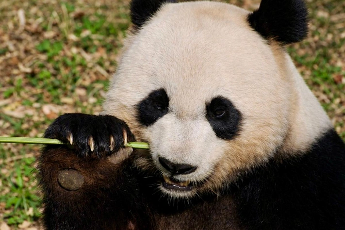 Катюша в Московском зоопарке перевалила за 80 килограммов