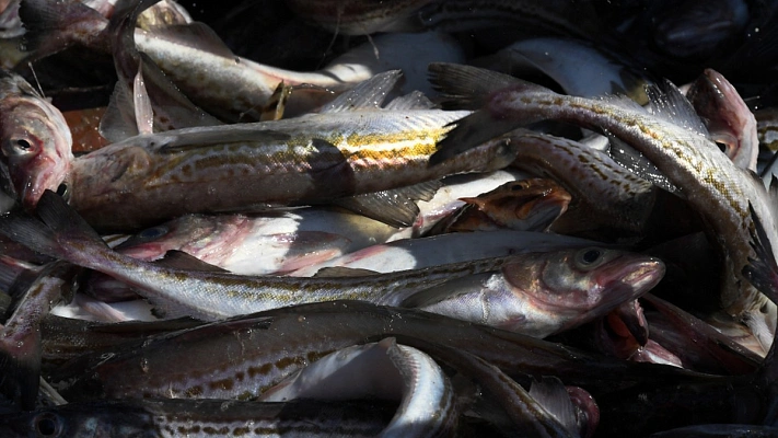 Китай запретил импорт морепродуктов из Японии из-за сброса воды с «Фукусимы-1»
