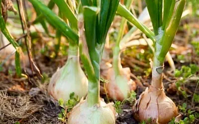Питание для лука в июле: как добиться крупной и здоровой головки