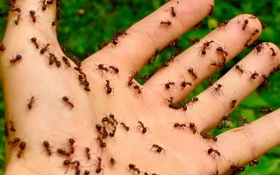 Как избавиться от муравьёв на даче навсегда
