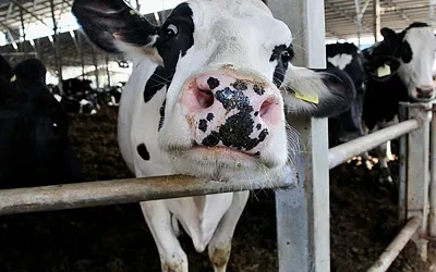 Израильский стартап Afimilk представил роботов для средних молочных ферм
