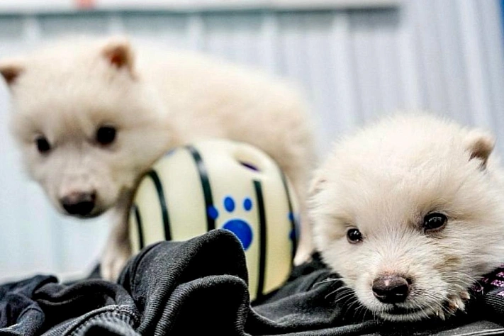 Компания, которая «воскресила» лютоволка, создаёт криобанк для исчезающих животных