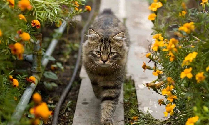 Как правильно подготовить кота к выезду на природу