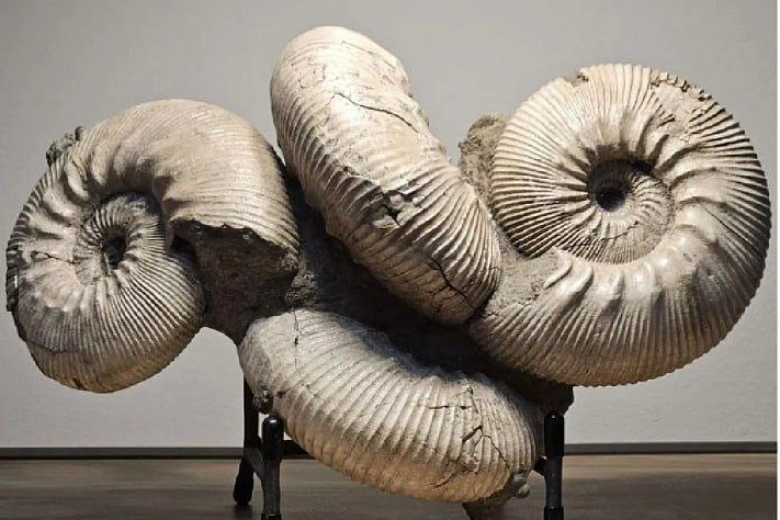 В Костромской области найдены гигантские окаменелые моллюски