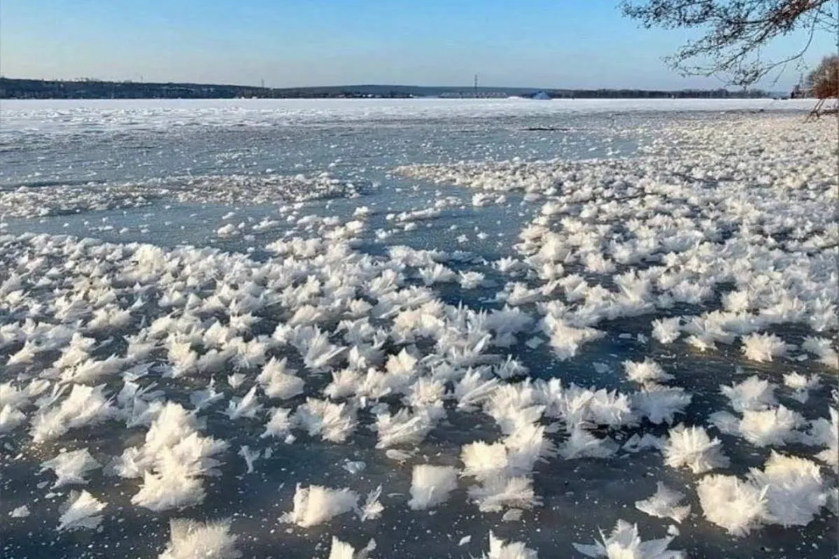 На реках под Воронежем появились ледяные цветы