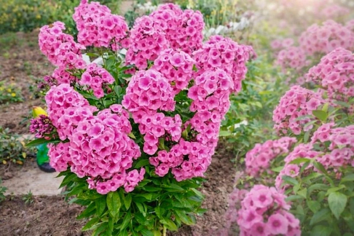 Весенний уход за флоксами даёт второе цветение