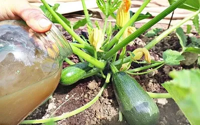 Чем подкормить кабачки и тыквы в начале лета