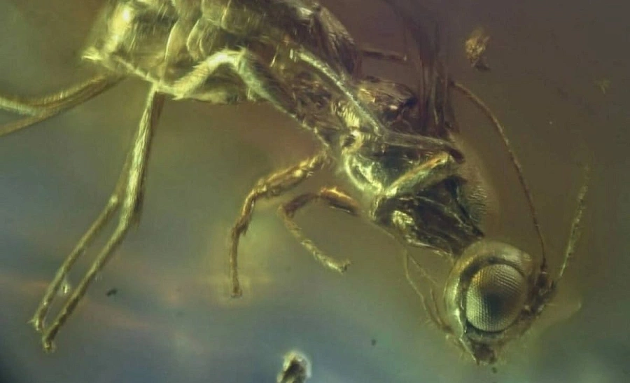 В калининградском янтаре обнаружено неизвестное насекомое