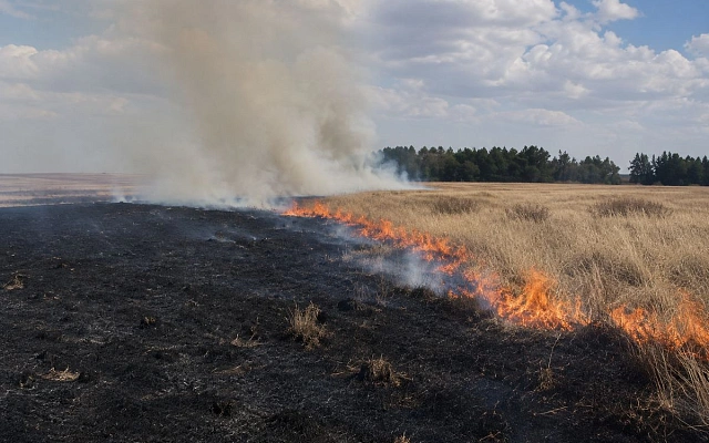 В Казахстане за неделю потушили 47 лесных пожаров