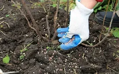 Чем подкормить чёрную смородину в октябре