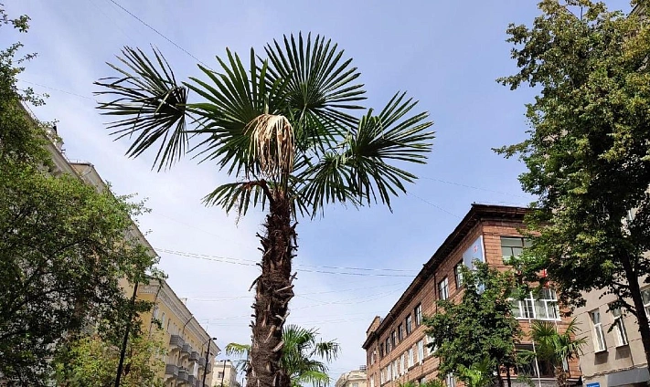 На улицах Красноярска и Железноводска появятся пальмы