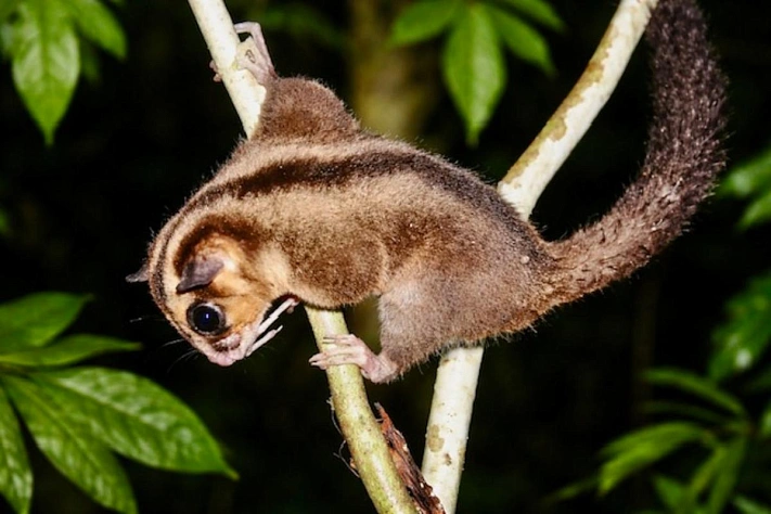 Опоссум из Западной Папуа вернулся из списка вымерших