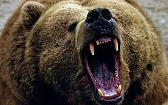 На востоке России медведи продолжают нападать на людей
