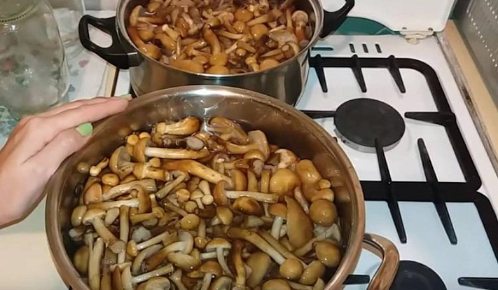Три рецепта для собранных вами опят