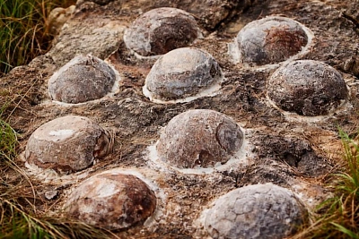 динозавры высиживали яйца хуже птиц полагаясь на тепло среды