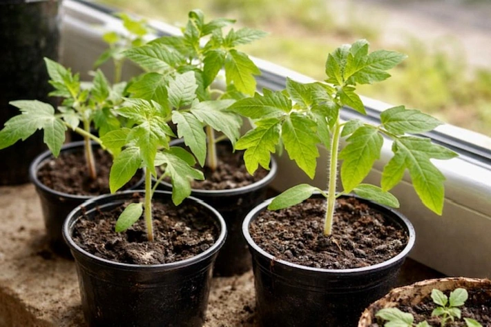 Почему рассада томатов вытягивается ещё на подоконнике