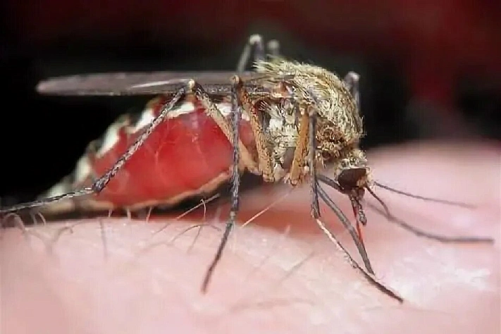 «Червь в глазу» теперь встречается в Чувашии и Подмосковье