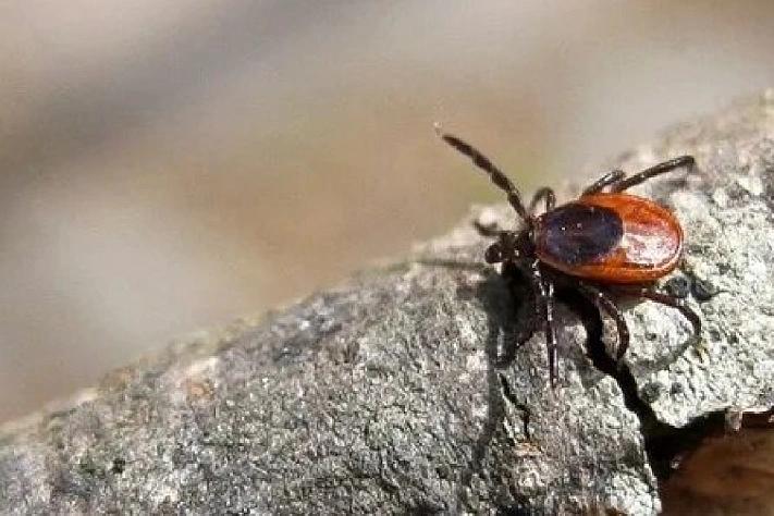 Чем опасны клещи весной