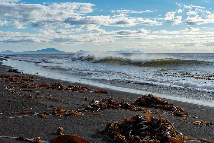 Камчатские учёные нашли способ ускорить рост растений