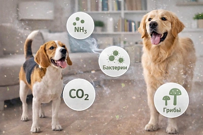 как большие и маленькие собаки меняют воздух в доме