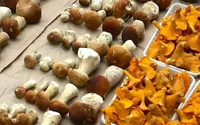 Грибы против старения