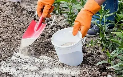 Как превратить кислую почву в плодородную грядку