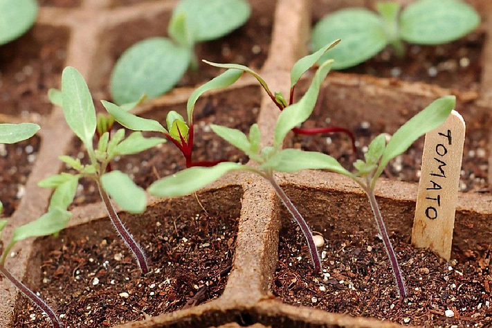 Почему рассада вытягивается и как это исправить