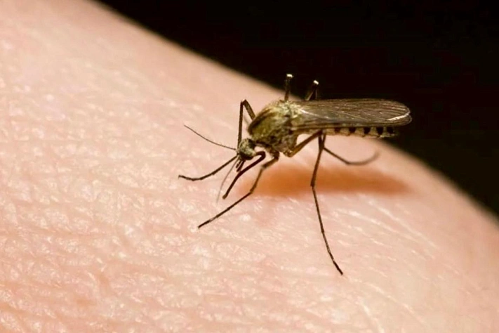 Кого комары выбирают первыми на вечеринке?