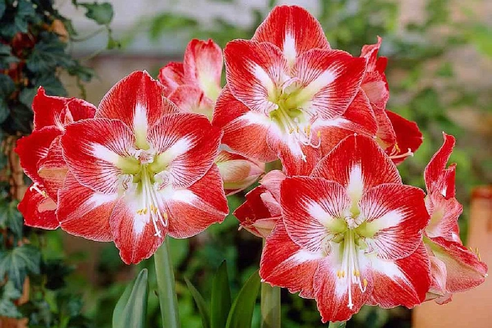 Как правильно поливать гиппеаструм зимой