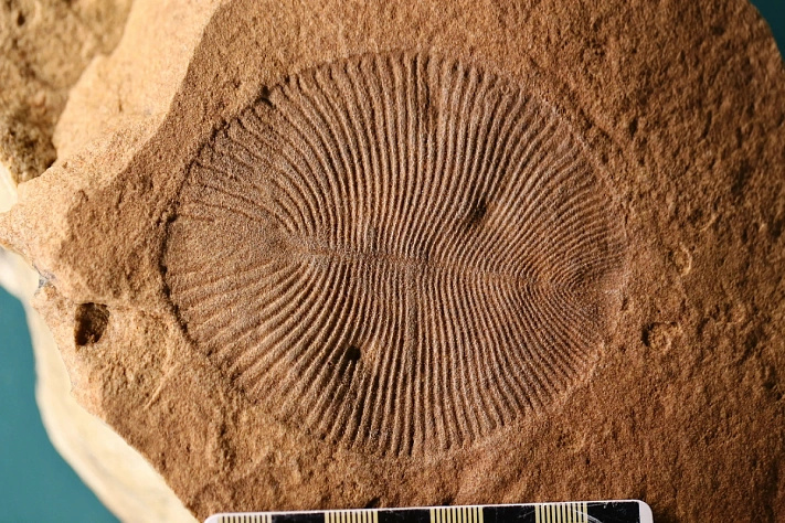 На заре жизни произошло массовое вымирание, сопоставимое с гибелью динозавров