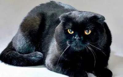 Чёрные кошки: Мифы и реальность