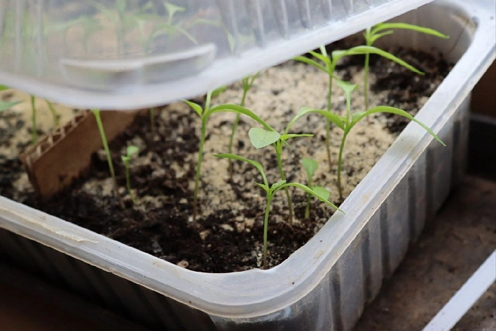 Сроки посева перца на рассаду по лунному календарю