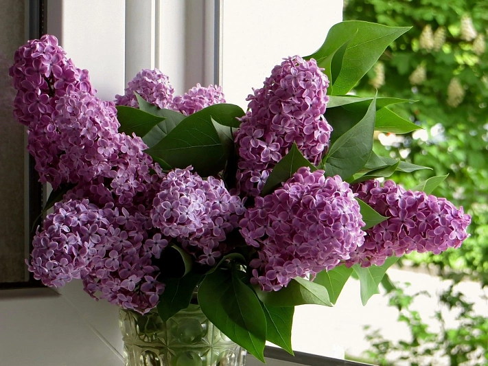 В Госдуме призвали наказывать за сорванную сирень