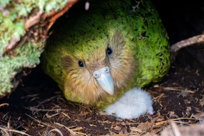 Прямая трансляция самого толстого попугая в мире покорила сердца зрителей