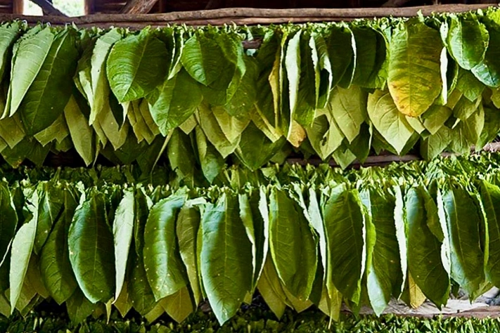 В Израиле вырастили табак, который синтезирует пять психоделиков