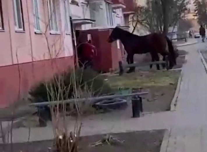 Белорус привёл в пятиэтажку коня, чтобы порадовать сына