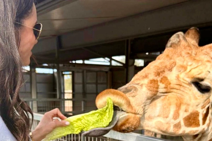 Меган Маркл и жирафы как Netflix превращает кадр в новость