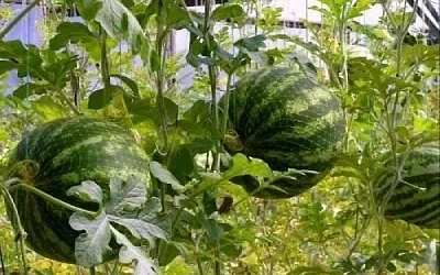 В чём секрет выращивания тепличных арбузов