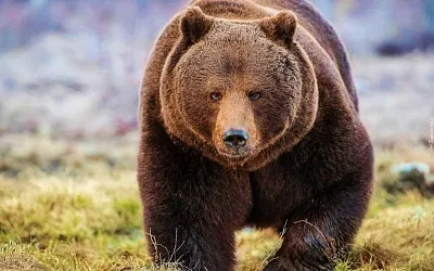 Под Калугой медведь загрыз мужчину
