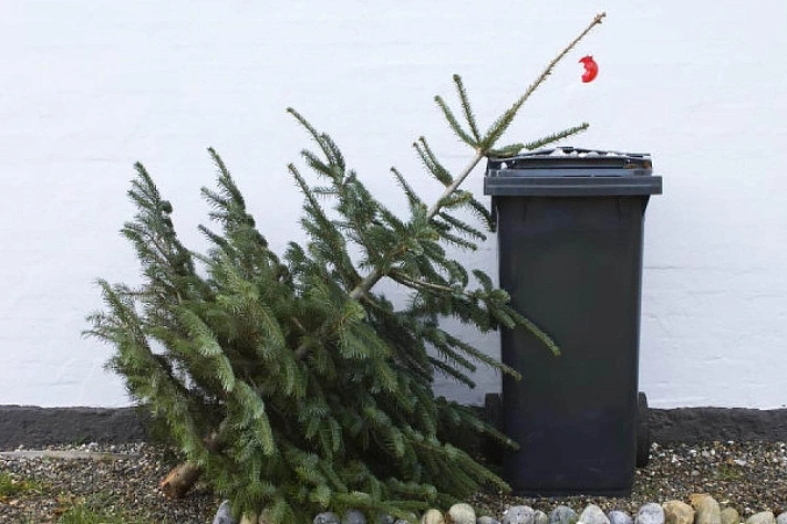 Почему от новогодней ёлки нужно избавляться через две недели после праздника