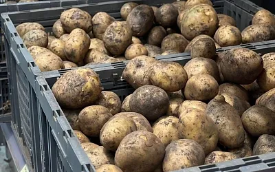 Импорт картофеля в Россию вырос вчетверо из-за льготных квот