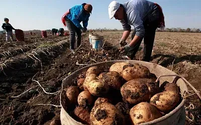 Падение сельхозпроизводства в России составило 3,2%