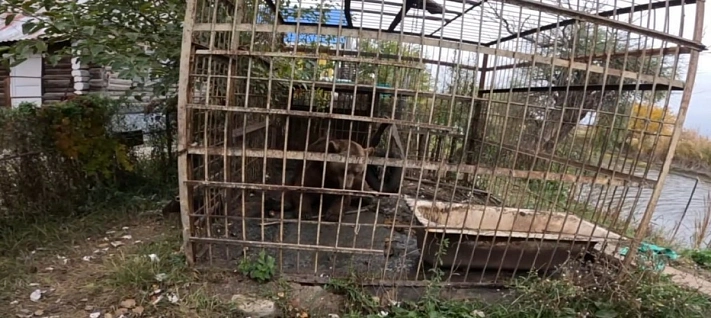 Волгоградские волонтёры спасли медведя Саню из Астрахани